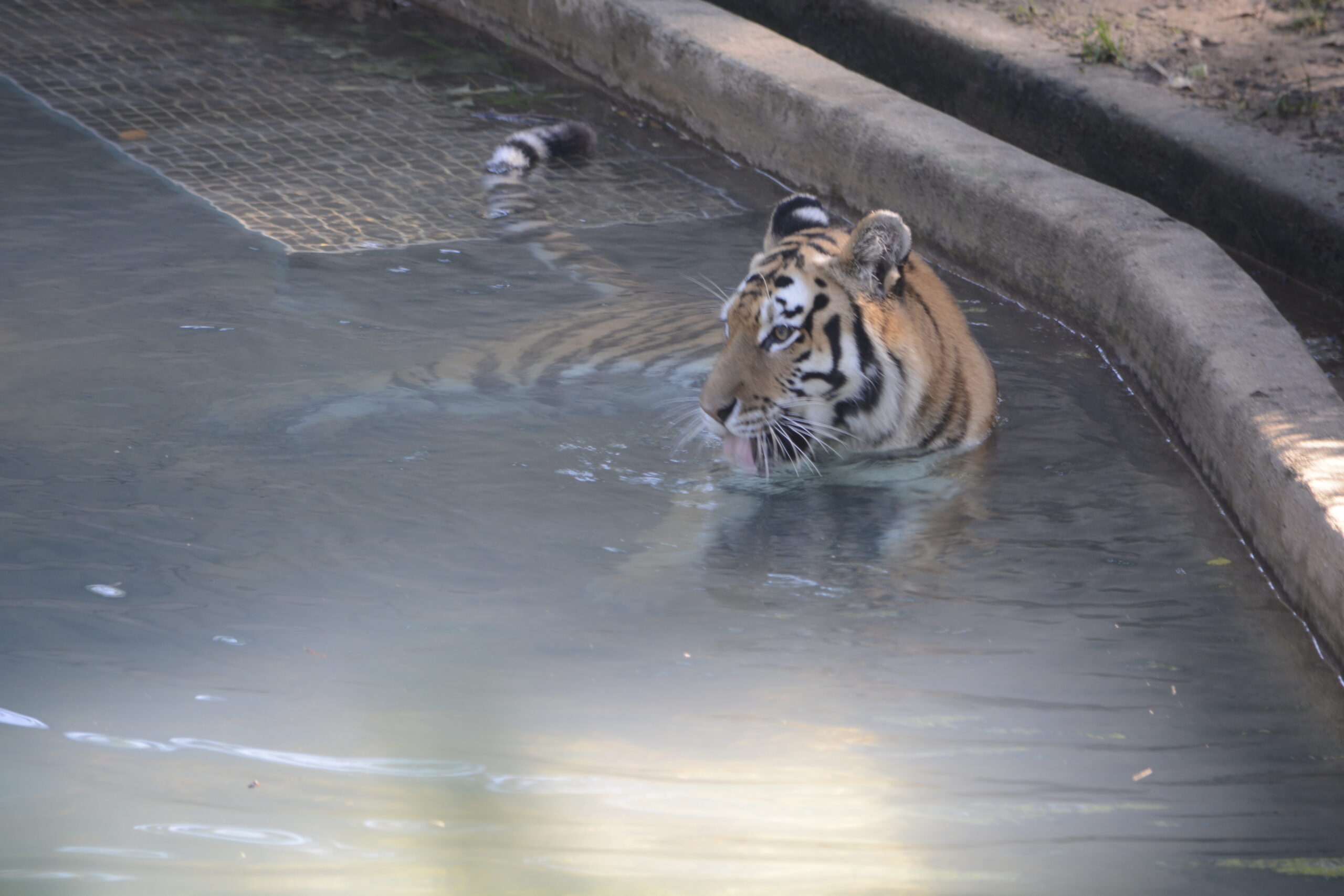 Picture of a tiger in water